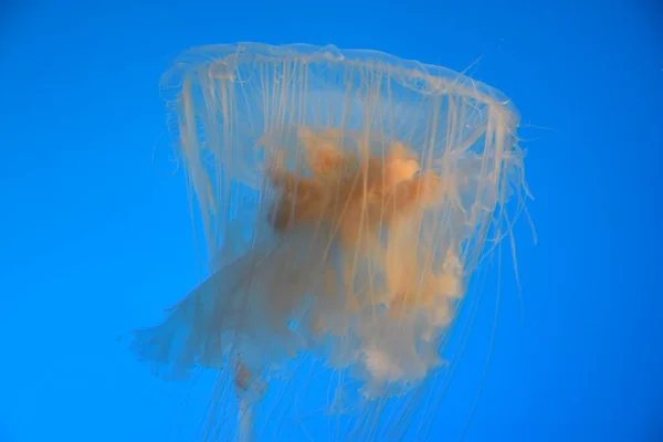Медуза Аквариуме — стоковое фото