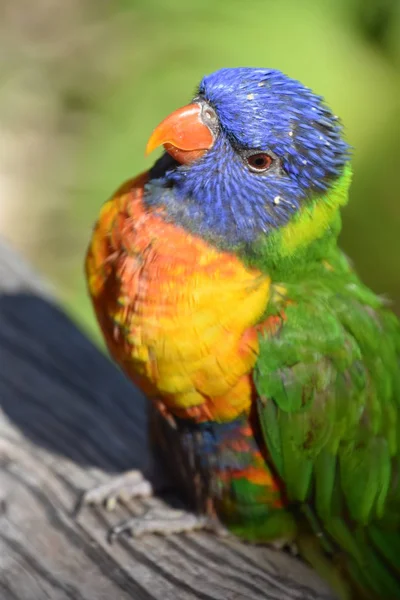 Ein Buntes Kleines Lorikeet — Stockfoto