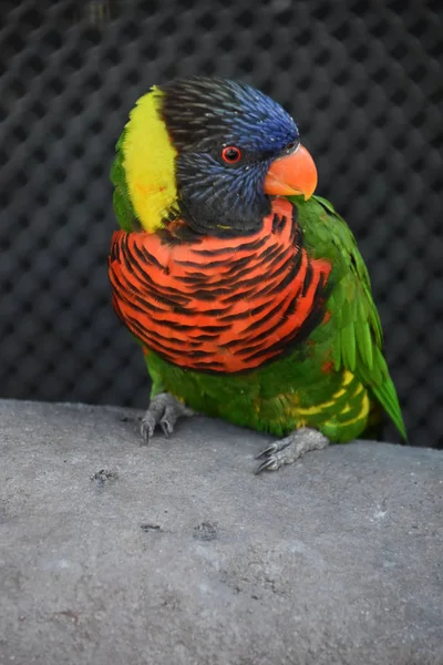 Pequeno Lorikeet Colorido — Fotografia de Stock