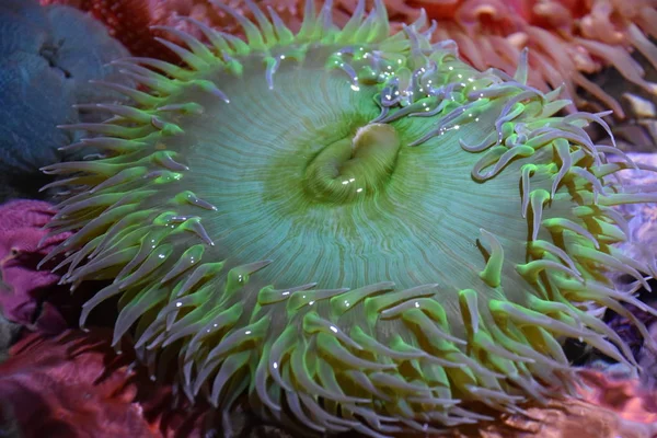 水中的海葵 — 图库照片