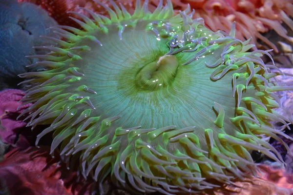 Zeeanemonen Water — Stockfoto