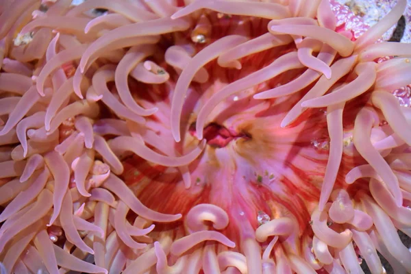 Sea Anemone Water — Stock Photo, Image