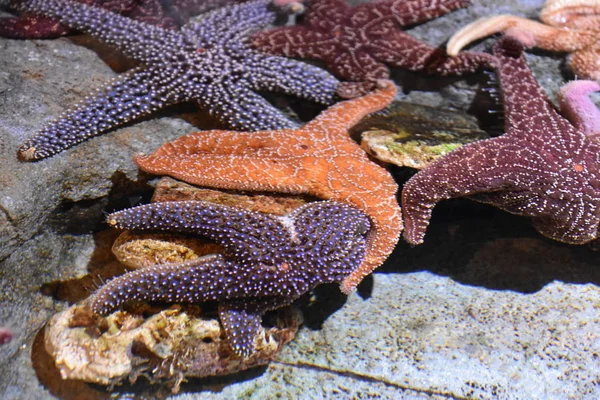 Starfish Aquário — Fotografia de Stock