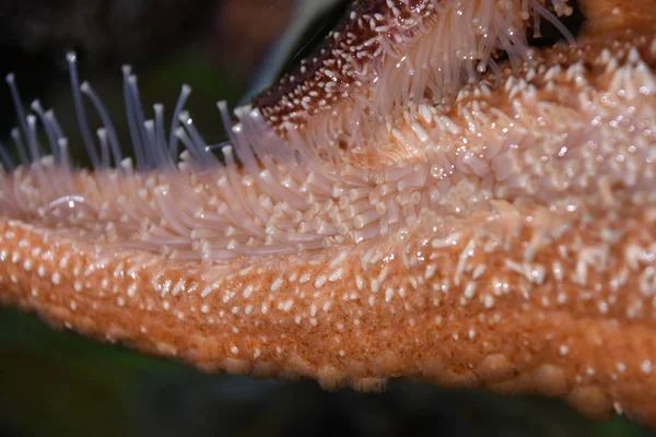 Estrella Mar Acuario —  Fotos de Stock