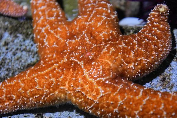 Морские Звезды Аквариуме — стоковое фото