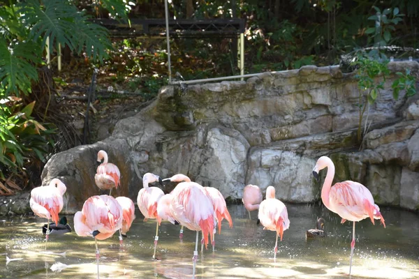 Flamingo Bir Hayvanat Bahçesi — Stok fotoğraf