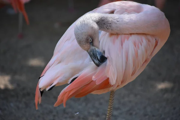 Flamingo Bir Hayvanat Bahçesi — Stok fotoğraf