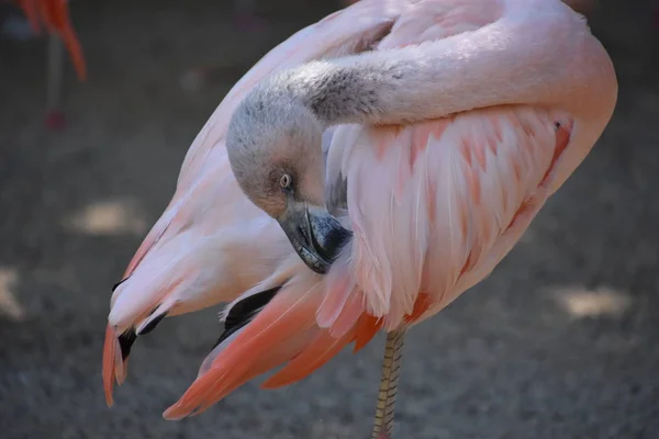 Flamingo Bir Hayvanat Bahçesi — Stok fotoğraf