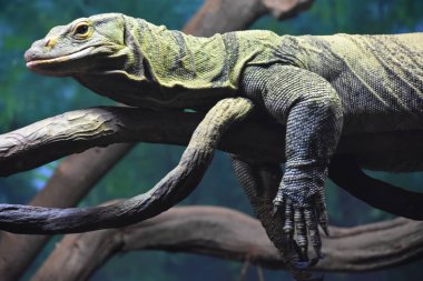 İguana bir Hayvanat Bahçesi