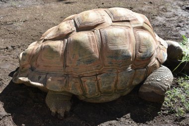 Yavaş hareket kaplumbağa