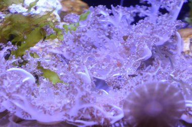 Suyun altındaki renkli balıklar