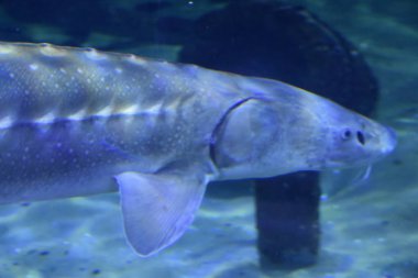 Suyun altındaki renkli balıklar