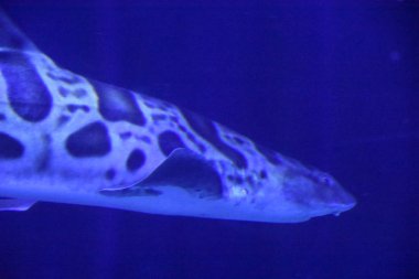 Suyun altındaki renkli balıklar