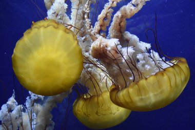 Akvaryumdaki Denizanası