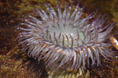 Deniz Anemone bir akvaryum