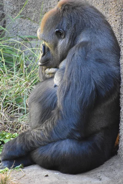 Gorila Zoológico — Fotografia de Stock