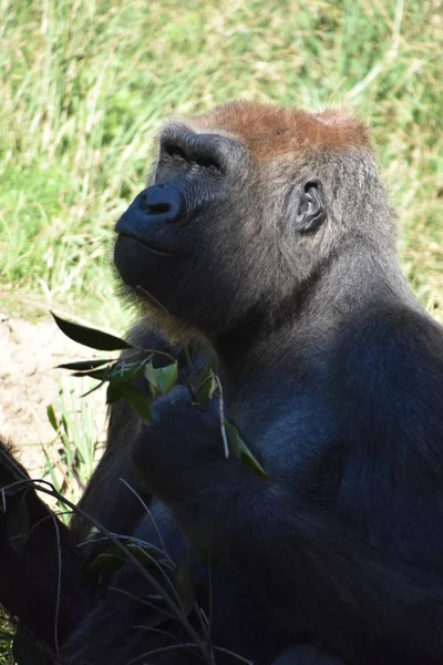 Gorille Dans Zoo — Photo