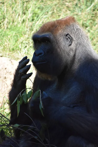 Gorila Zoológico —  Fotos de Stock