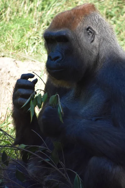 Gorille Dans Zoo — Photo