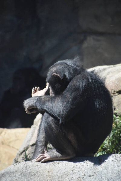 Горилла в зоопарке