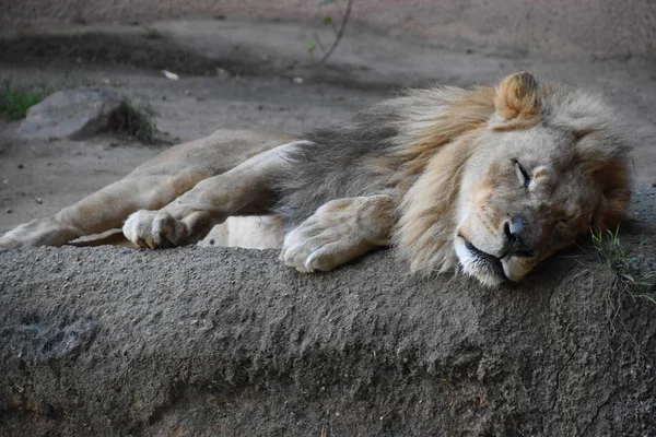Спящий Лев Зоопарке — стоковое фото