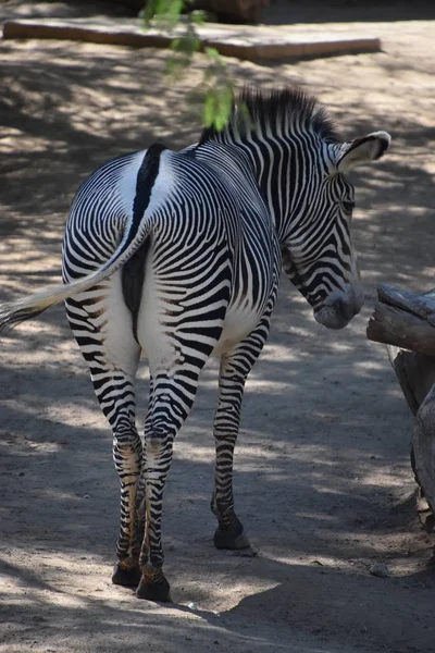 Зебра Зоопарку — стокове фото