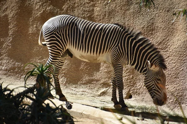 Zebra Zoológico — Fotografia de Stock