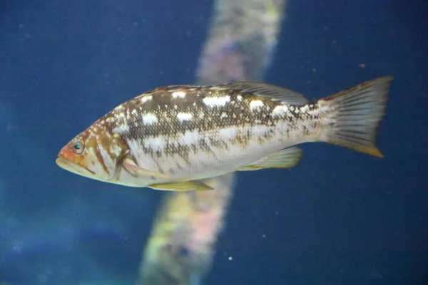 Poissons Colorés Sous Eau — Photo