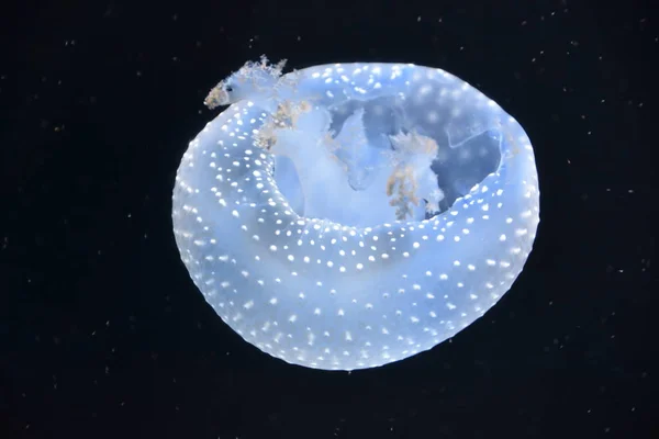 Akvaryumdaki Denizanası — Stok fotoğraf