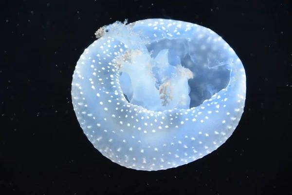 Медуза Аквариуме — стоковое фото