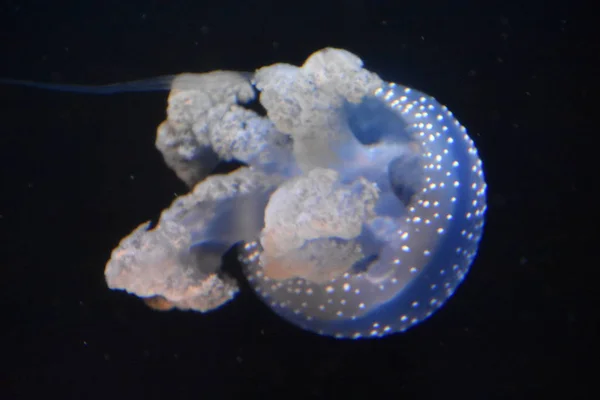 Méduses Dans Aquarium — Photo