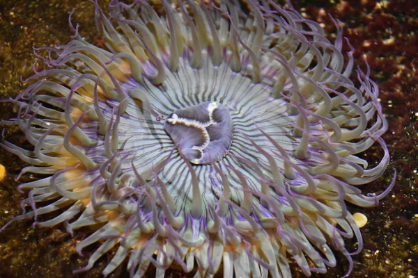 Anémona Marina Acuario —  Fotos de Stock