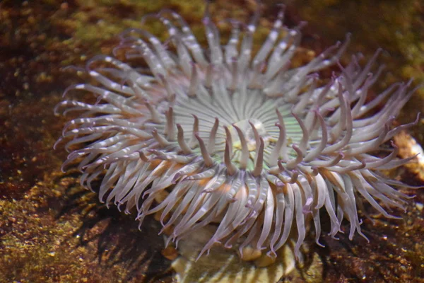 Anemon Laut Dalam Akuarium — Stok Foto