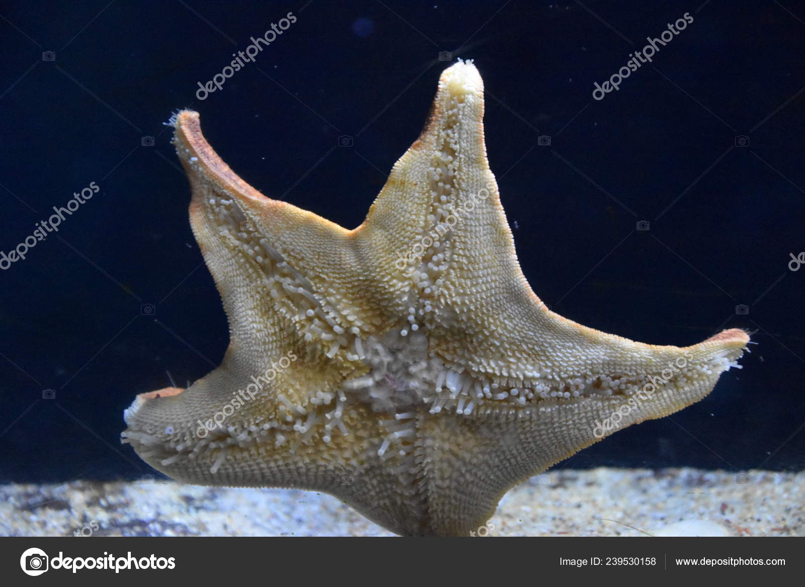 Starfish Aquarium — Stock Photo © sainaniritu 239530158