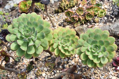 tavuk ve civciv veya ev etli pırasa