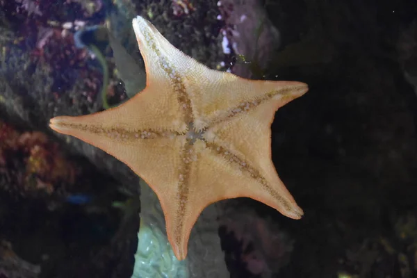 在水族馆的海星 — 图库照片