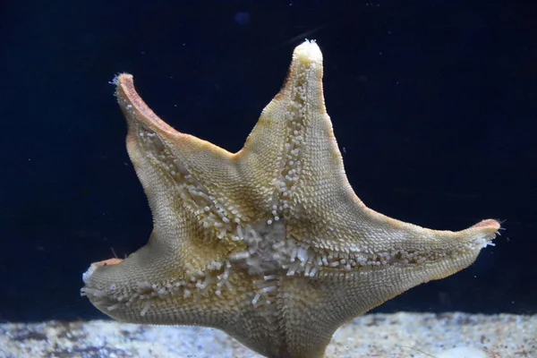 Deniz Yıldızı Bir Akvaryum — Stok fotoğraf