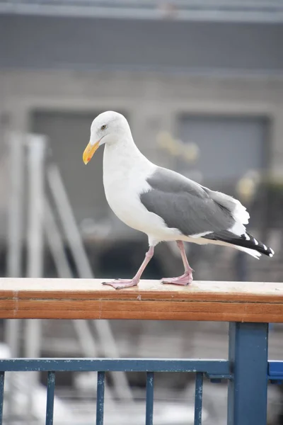Seagull on the Pier in San Francisco, California