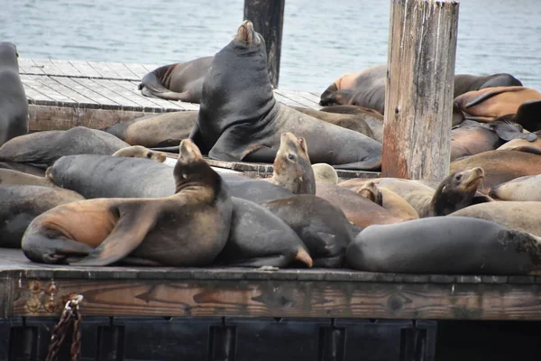 San Francisco California Octubre Leones Marinos Muelle San Francisco California — Foto de Stock