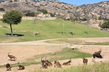 SAN DIEGO, CALIFORNIA - 24 Ekim 2018 'de görüldüğü gibi, Escondido, Kaliforniya' daki San Diego Hayvanat Bahçesi Safari Parkı. San Diego 'nun en büyük turistik merkezlerinden biridir..