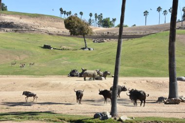 SAN DIEGO, CALIFORNIA - 24 Ekim 2018 'de görüldüğü gibi, Escondido, Kaliforniya' daki San Diego Hayvanat Bahçesi Safari Parkı. San Diego 'nun en büyük turistik merkezlerinden biridir..