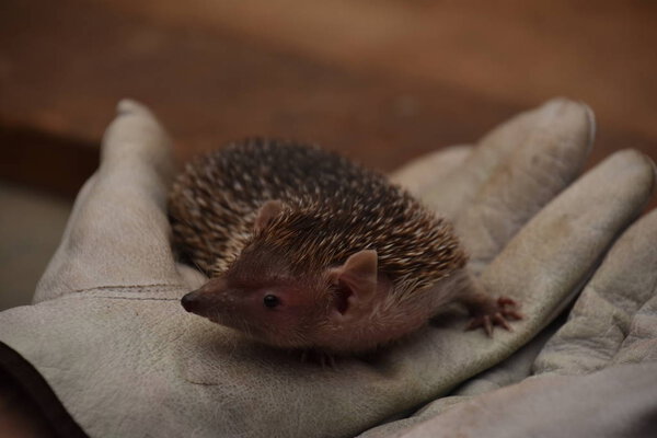 САН-ДИЕГО, КАЛИФОРНИЯ - 24 октября 2018 года: Сафари-парк в зоопарке Сан-Диего в Эскондидо, Калифорния. Это одна из крупнейших туристических достопримечательностей в округе Сан-Диего.