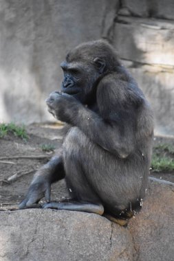 Hayvanat bahçesindeki şempanze.