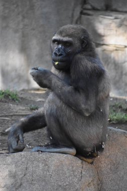 Hayvanat bahçesindeki şempanze.