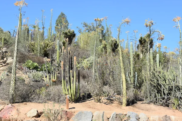 Kaktus Poušti — Stock fotografie