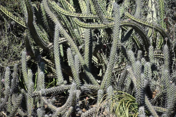 Kaktusz Sivatagban — Stock Fotó