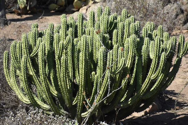Cactus Desert — Stock Photo, Image