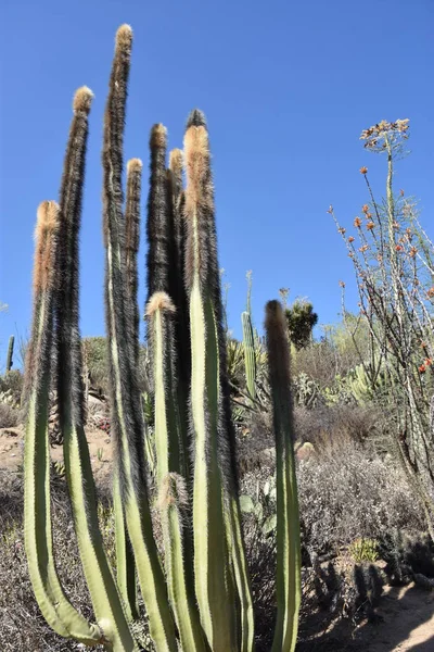 Kaktusy Pustyni — Zdjęcie stockowe