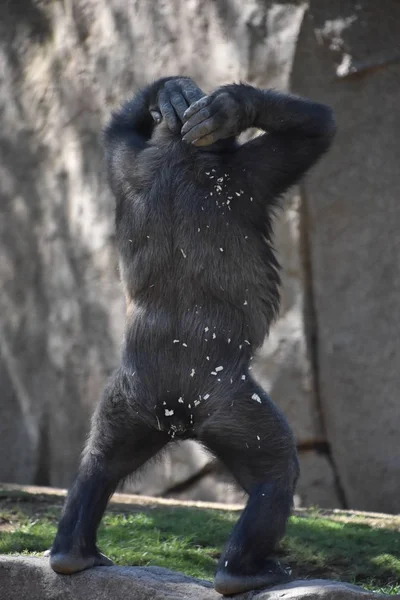 Chimpanzé Dans Zoo — Photo