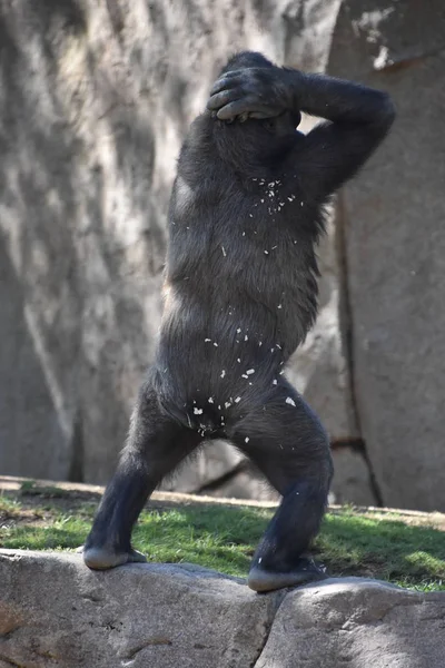 Χιμπατζής Ζωολογικό Κήπο — Φωτογραφία Αρχείου